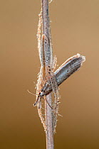Spider (Tibellus oblongus) with moth prey,  Klein Schietveld, Brasschaat, Belgium, May.