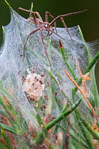 Nursery-web spider (Pisaura mirabilis) female guarding nest with young spiders inside, Groot Schietveld, Wuustwezel  Belgium, July.