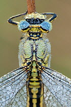 Western clubtail (Gomphus pulchellus) close up of female, Groot Schietveld, Wuustwezel, Belgium, May.