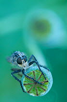 Robber fly (Eutolmus rufibarbis) on poppy (Papaver sp) seed head,  Klein Schietveld, Brasschaat, Belgium, June.