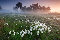 Common cotton grass (Eriophorum angustifolium) Klein Schietveld, Brasschaat, Belgium, May.