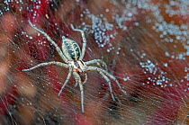 Funnel-web spider (Agelena labyrinthica) Brasschaat, Belgium, July.