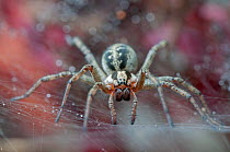 Funnel-web spider (Agelena labyrinthica) Brasschaat, Belgium, July.