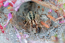 Funnel-web spider (Agelena labyrinthica) in web, Brasschaat, Belgium, July.