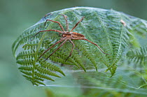 Nursery-web spider (Pisaura mirabilis) female on top of fern leaf nest, Brasschaat, Belgium, July.
