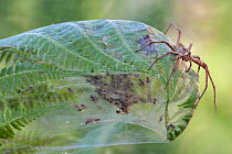 Nursery-web spider (Pisaura mirabilis) female on top of fern leaf nest with young spiders inside, Brasschaat, Belgium, July.