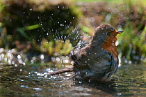 Robin (Erithacus rubecula) bathing, Brasschaat, Belgium, May.