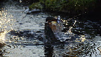 Slow motion shot of a Common kingfisher (Alcedo atthis) diving into a pond and emerging with a fish, Germany, December.