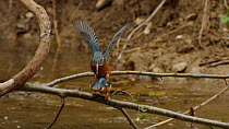 Slow motion clip of a pair of Common kingfishers (Alcedo atthis) mating, Germany, April.