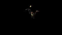 Greater horseshoe bat (Rhinolophus ferrumequinum) flying, catching a moth, Germany, captive.