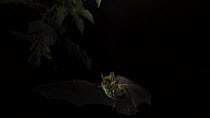 Slow motion clip of a Natterer's bat (Myotis nattereri) flying, Germany, captive.