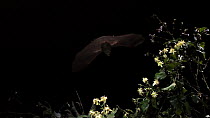 Greater horseshoe bat (Rhinolophus ferrumequinum) flying, catching a moth, Germany, captive.