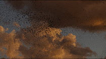 Murmuration of Common starlings (Sturnus vulgaris) at dusk, Rome, Italy, December.