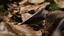 Greater mouse-eared bat (Myotis myotis) landing and catching prey from amongst leaf litter, Germany, captive.