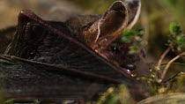 Close-up of a Greater mouse-eared bat (Myotis myotis) eating prey, Germany, captive.