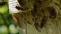 European hornets (Vespa crabro) fanning nest with wings to regulate the temperature, Germany, September.