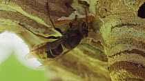 European hornet (Vespa crabro) building nest, Germany, September.
