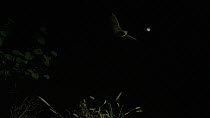 Meheley's horseshoe bat (Rhinolophus mehelyi) flying, chasing prey, Bulgaria, captive.