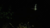 Meheley's horseshoe bat (Rhinolophus mehelyi) flying, hunting prey, Bulgaria, captive.