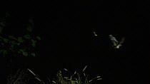 Meheley's horseshoe bat (Rhinolophus mehelyi) flying, hunting prey, Bulgaria, captive.