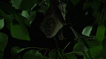 Greater horseshoe bat (Rhinolophus ferrumequinum) hanging upside down roosting before taking off, Bulgaria, captive.