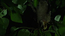 Greater horseshoe bat (Rhinolophus ferrumequinum) hanging upside down, with moth prey in its mouth, Bulgaria, captive.