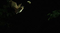Meheley's horseshoe bat (Rhinolophus mehelyi) catching prey in flight, Bulgaria, captive.