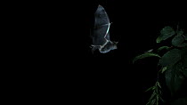Bechstein's bat (Myotis Bechsteinii) in flight, catching prey from a leaf, Germany, captive.
