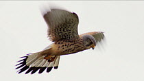Slow motion clip of a male Kestrel (Falco tinnunculus) hovering, Germany, May.
