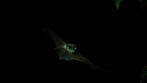 Common bentwing bat (Miniopterus schreibersii) in flight, Germany, captive.