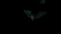 Long-fingered bat (Myotis capaccinii) in flight, Germany, captive.