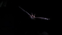 Brown long-eared bat (Plecotus auritus) in flight, Germany, captive.