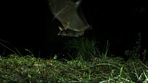 Greater mouse-eared bat (Myotis myotis) catching prey, Germany, captive.