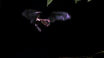 Barbastelle (Barbastella barbastellus) in flight, Germany, captive.