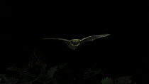 Alcathoe whiskered bat (Myotis alcathoe) in flight, Germany, captive.