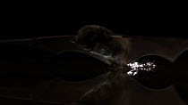 Daubenton's bat, (Myotis daubentonii) catching prey from the surface of a pond, Germany, captive.