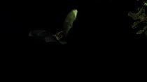 Alcathoe whiskered bat (Myotis alcathoe) in flight, Germany, captive.