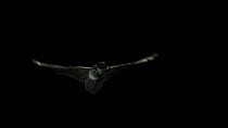 Particoloured bat (Vespertilio murinus) in flight, Germany, captive.