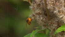 Orb spiders (Araneus) mating, Bristol, England, UK, July.