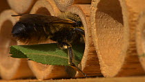 Female Leafcutter bee (Megachile willughbiella) arriving at her nest with a cut leaf, Bristol, England, UK, July.
