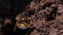 Female red mason bee (Osmia bicornis) collecting mud to build her nest, Bristol, England, UK, June.