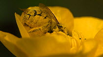 Female red mason bee (Osmia bicornis) gathering pollen from a Buttercup (Ranunculus) flower, Bristol, England, UK, May.