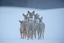 Roe deer (Capreolus capreolus) group in snow, looking at camera. Vorumaa, Estonia, December. Winner of the Animal stories portfolio in the Melvita Nature Images Awards competition 2014.