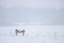 Two Roe deer (Capreolus capreolus) sniffing each other in the snow, Vorumaa, Estonia, January. Winner of the Animal stories portfolio in the Melvita Nature Images Awards competition 2014.