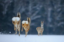Roe deer (Capreolus capreolus) in the snow, two running away towards a third facing the camera, Vorumaa, Estonia, January. Winner of the Animal stories portfolio in the Melvita Nature Images Awards co...