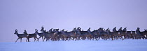 Roe deer (Capreolus capreolus) herd moving through snow, Estonia, March. Winner of the Animal stories portfolio in the Melvita Nature Images Awards competition 2014.