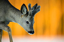 Roe deer (Capreolus capreolus) buck, Vesneri, Estonia, March. Winner of the Animal stories portfolio in the Melvita Nature Images Awards competition 2014.