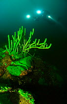 Diver exploring Lake Baikal, looking at endemic sponge (Lubomirskia baicalensis). Lake Baikal, Russia, October 2011. Model released