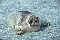 Baby Baikal seal (Pusa sibirica) on ice, endemic species. Lake Baikal, Russia, April.