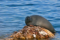 Baikal seal (Pusa sibirica) hauled out on rock, endemic species. Lake Baikal. Russia, June.